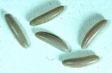 Anabrus simplex - Eggs