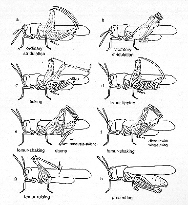 Figure 12 from text, a scientific illustration showing signals and postures commonly occurring in grasshoppers