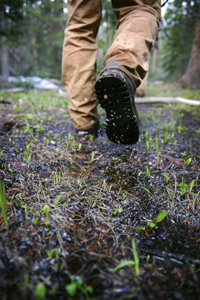 ecosystem footsteps