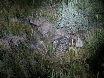 Female sage-grouse with four chicks