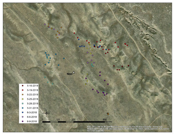 Nest recess movements for one female for 9 days during incubation, 2018.