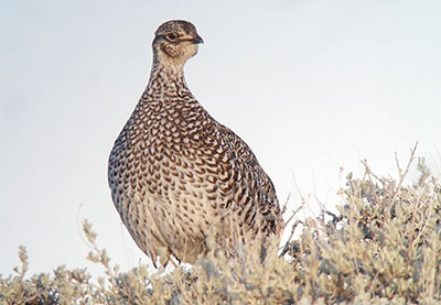 Femaile sharp-tailed grouse in sagebrush