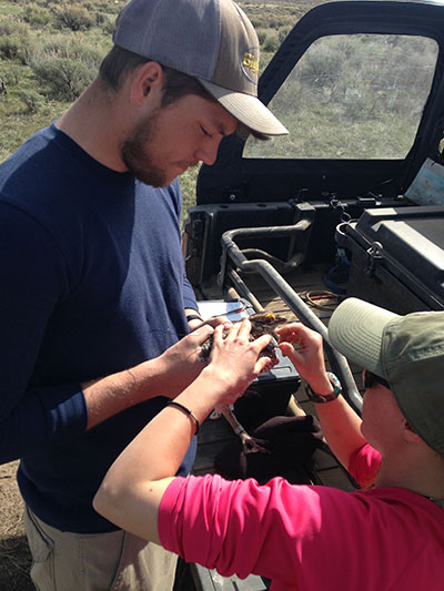 Two scientists placing a transmitter on a grouse
