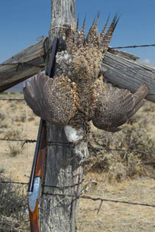 Harvested Male