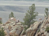 bighorn sheep