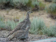 Sage grouse