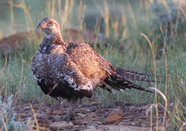 Greater Sage-grouse