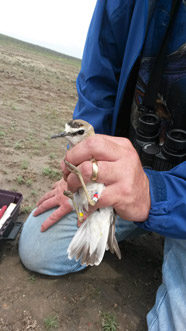 Banded adult Mountain Plover