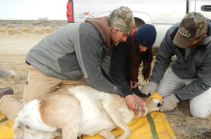 Pronghorn Antelope