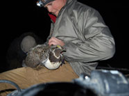 Sage Grouse