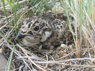 Young Sage-grouse