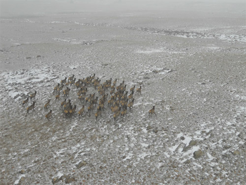 Elk Herd