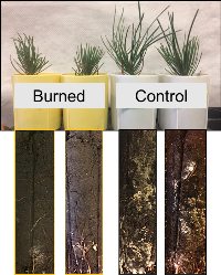 Ponderosa pine seedlings grown in burned and control soils from RRS