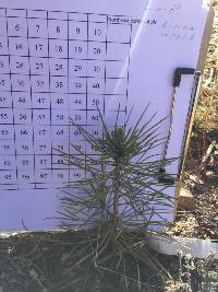 surviving green ponderosa pine seedling