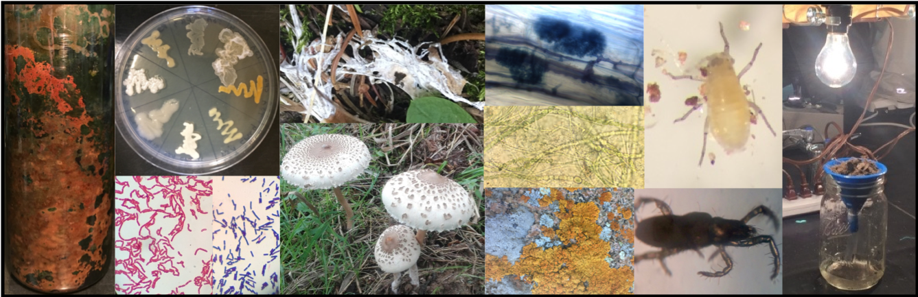 Variety of soil organisms studied during the course