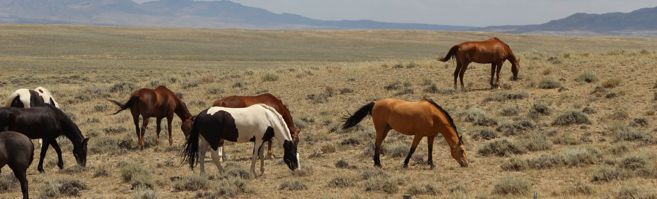 Wild Horses grazing in western Wyoming