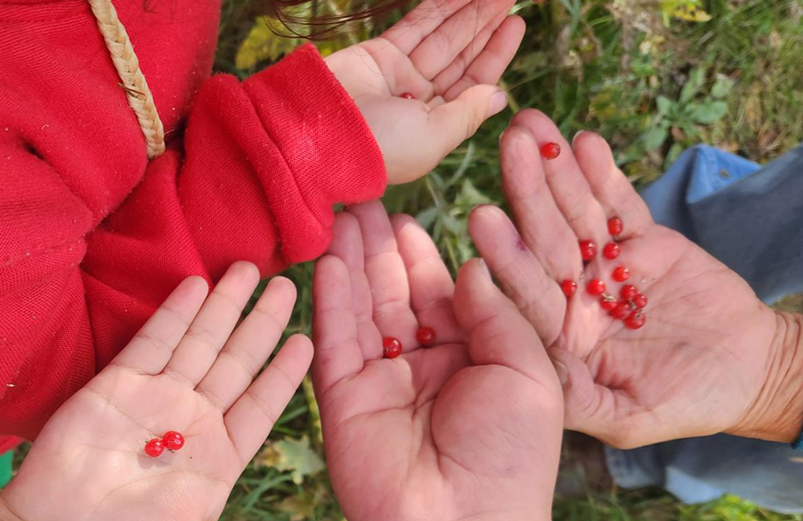 four hands holding rosehip berries
