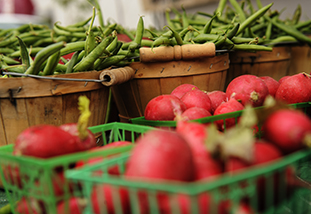 piles of radishes and snow peas representing the human nutrition and food science program in the department of family and consumer sciences