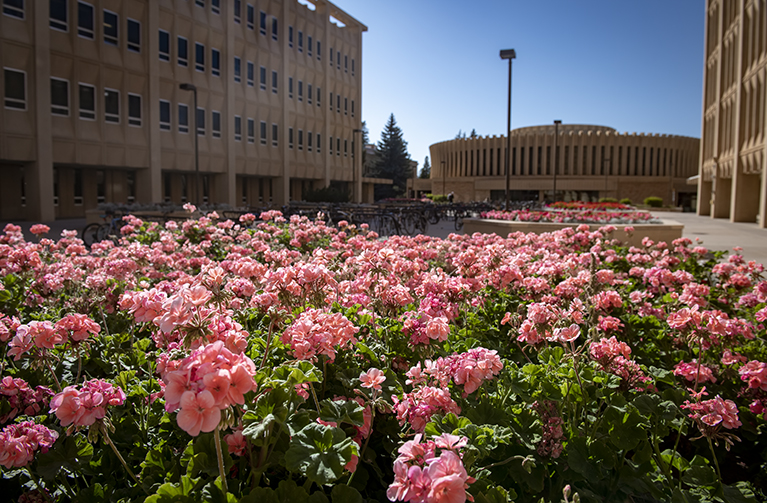 blossoming flowers in the square between UW's arts & sciences and classroom buildings