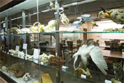 Vertebrae are on display at the Berry Biodiversity Center