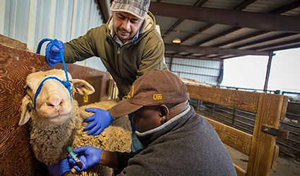 students inject sheep with medicine