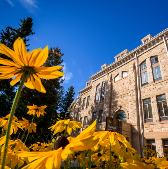 yellow flowers in front of Old Main