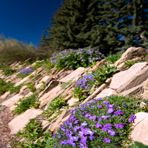 purple flowers in stone