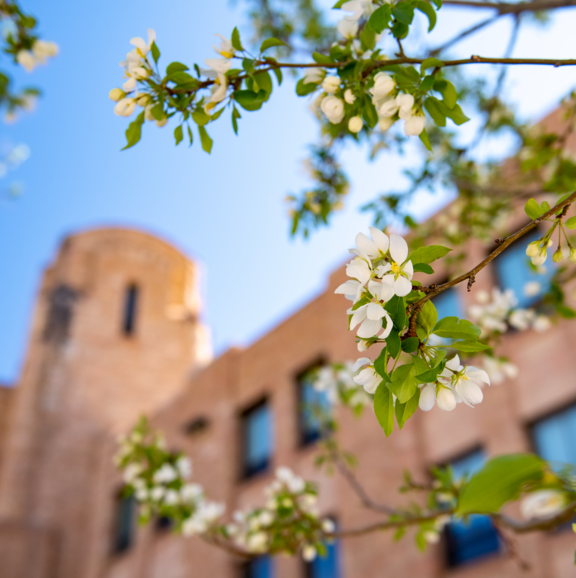 UW building with white flowers