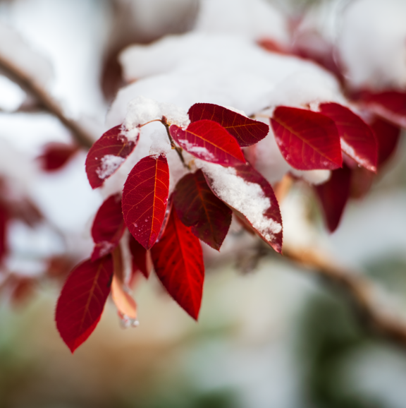 red leaves covered in snow