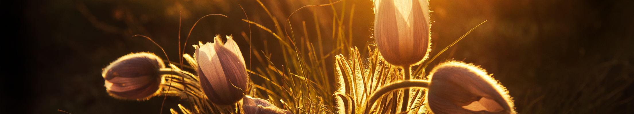 flowers in the sunset