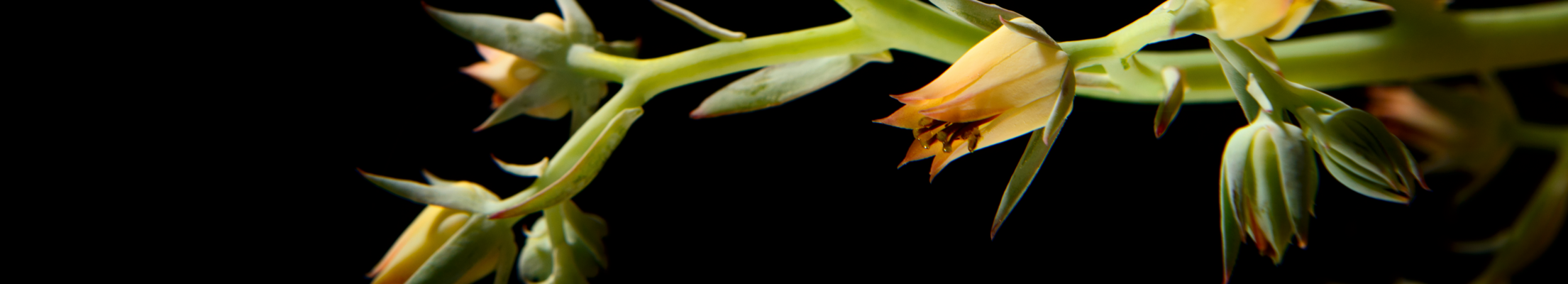 yellow flowers against a black background 