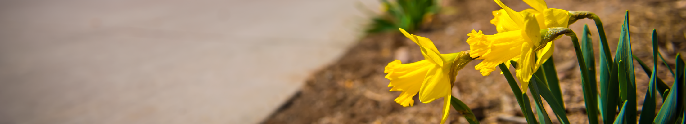 yellow flowers next to a sidewalk