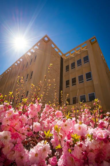 pink flowers in from of a UW building