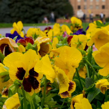 yellow flowers