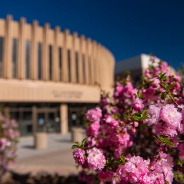pink flowers in from of classroom building