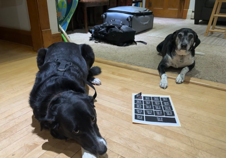 Dogs with travel advent calendar
