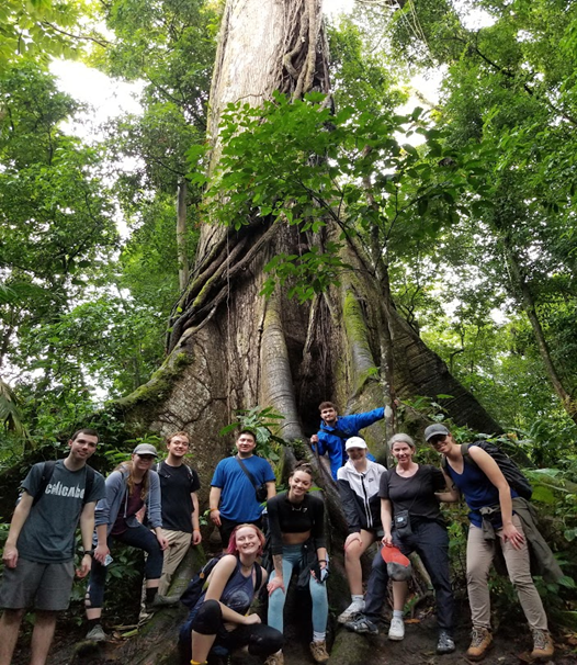 sloth in tree as seen during 2023 Costa Rica FYE study abroad