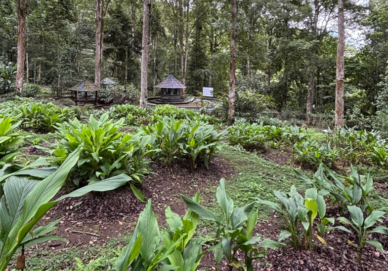 Bali Botanical Garden