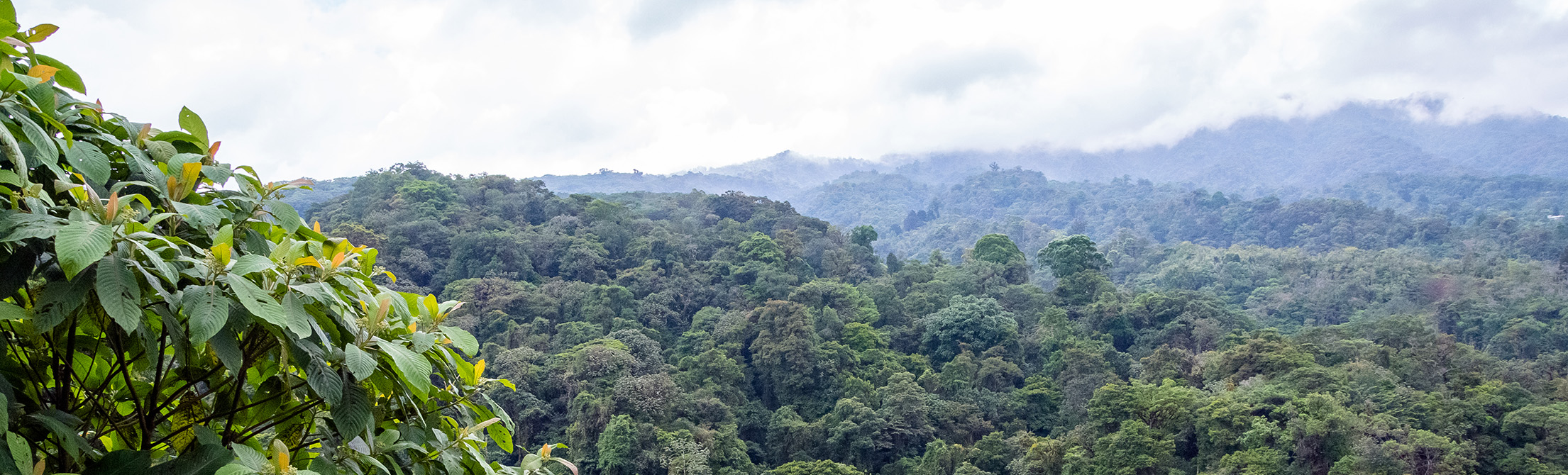 Landscape of green forest in Costa Rica, Creative Commons License