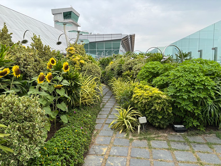 Singapore Airport Sunflower Garden