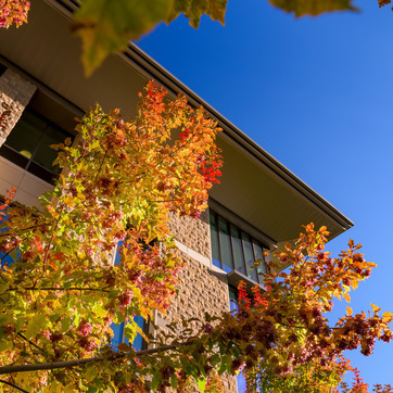 Fall leaves and business building
