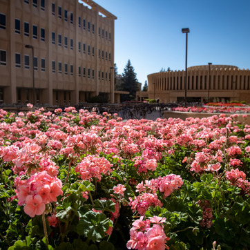 Flowers on UW campus