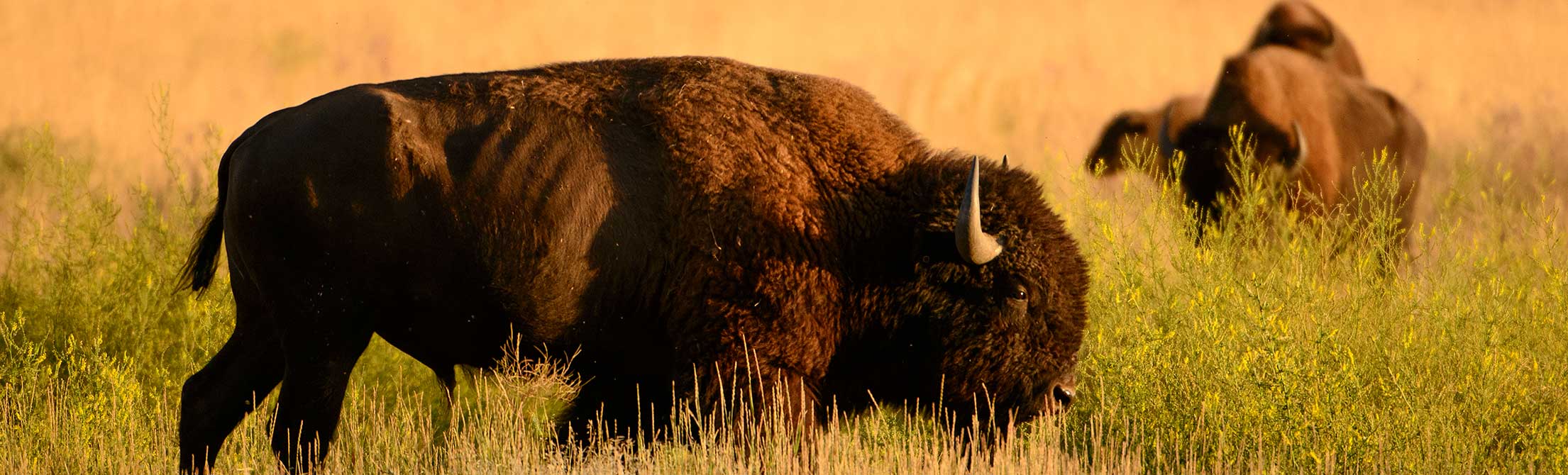 Bison