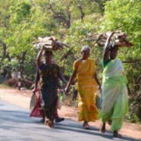 Women bringing firewood home in the evening