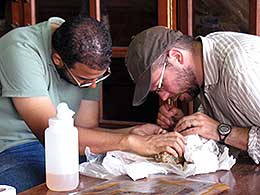 Two men work on a fossilized jaw.