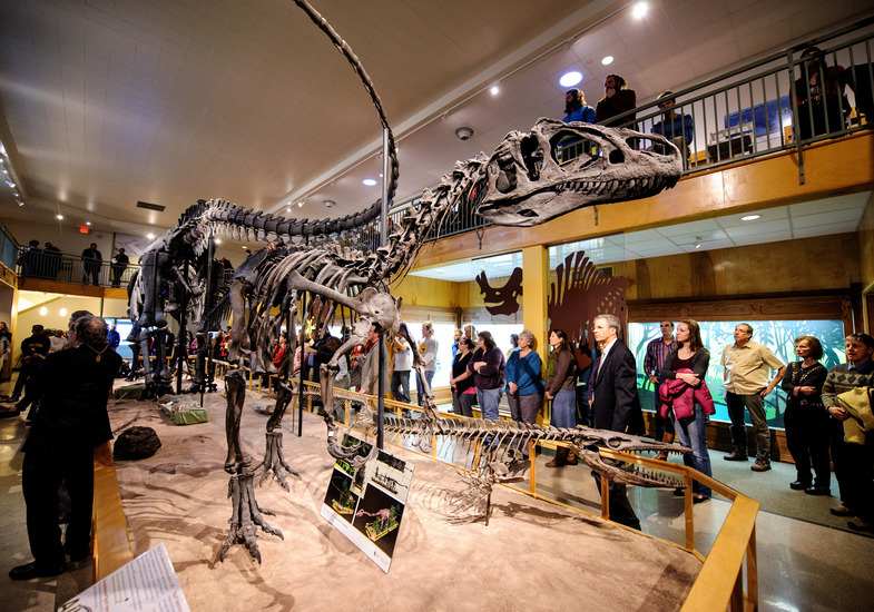 View of the Allosaurus fossil display while visitors look on at the UW Geological Museum.