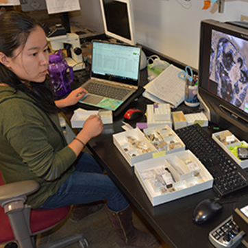 female student studying fossils at digital microspe