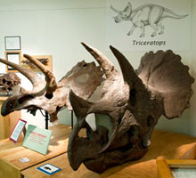 Triceratops