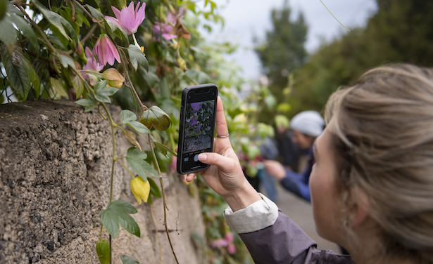 Student taking picture of flower
