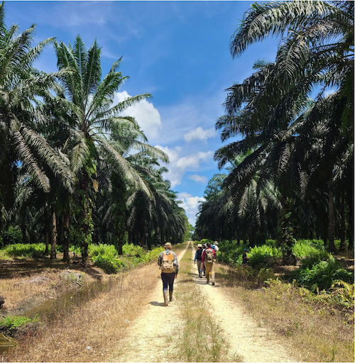 students hiking on a path in Borneo